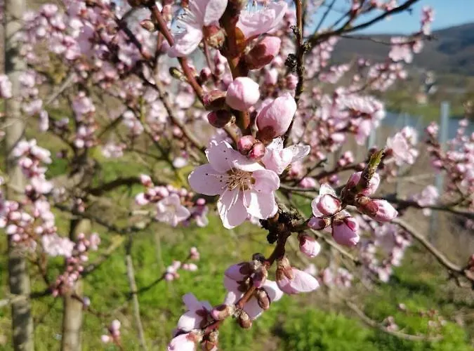 Apartamento Moritz *